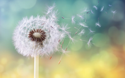 Beating The Yellow Beast: Tackling Dandelions In Your Summer Commercial Maintenance