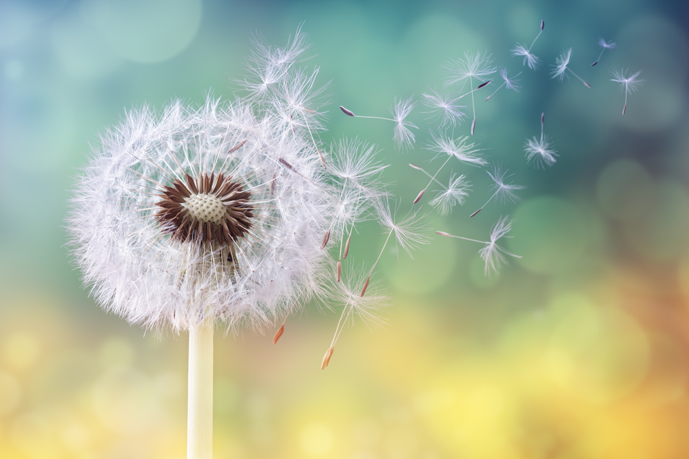 dandelion control edmonton